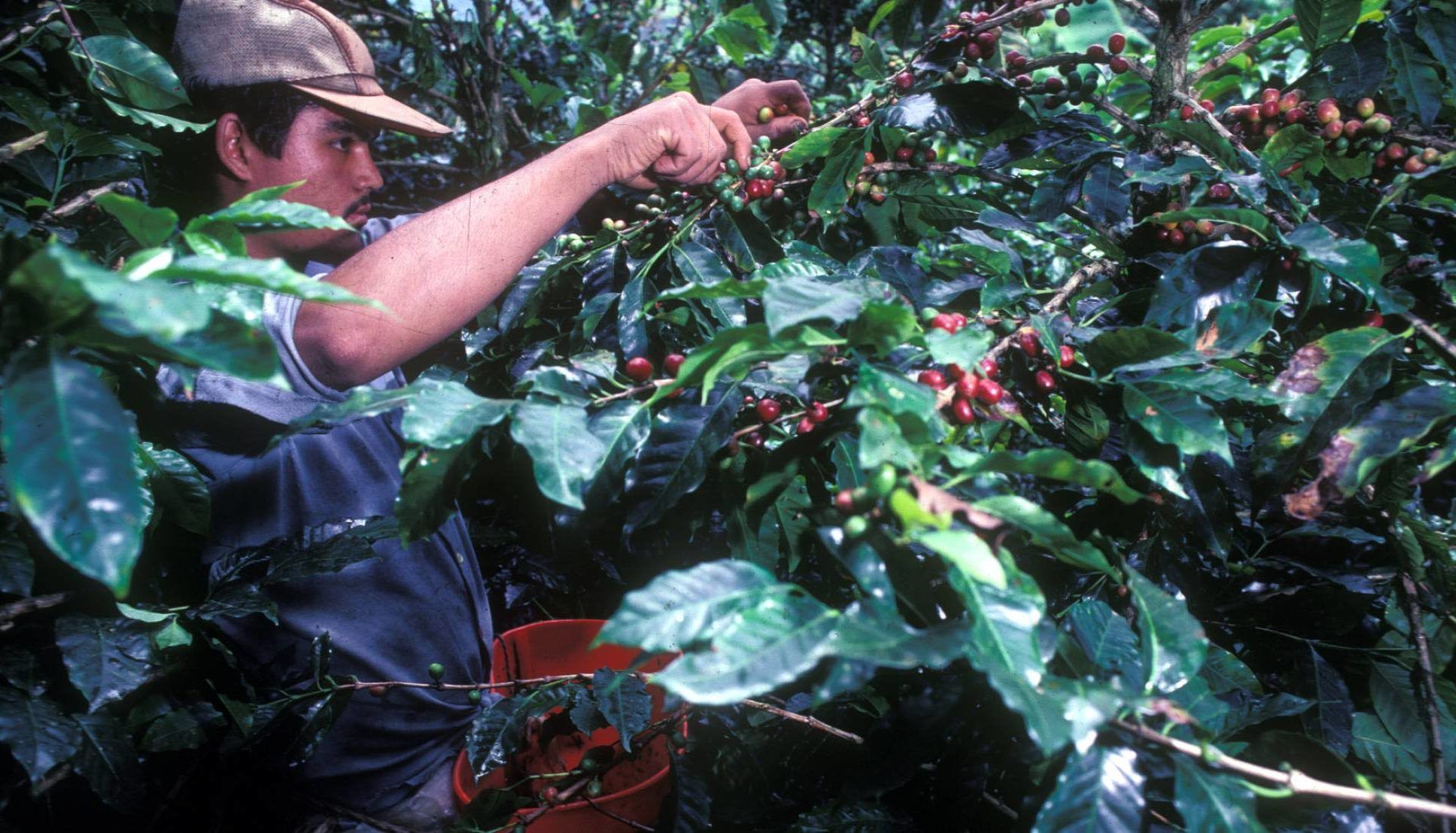 El café puede pacificar Colombia y una empresa española lo facilita