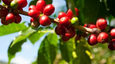 ¿Dónde se produce uno de los cafés más caros del mundo?